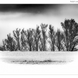 Ralph Lear - The Field in Winter